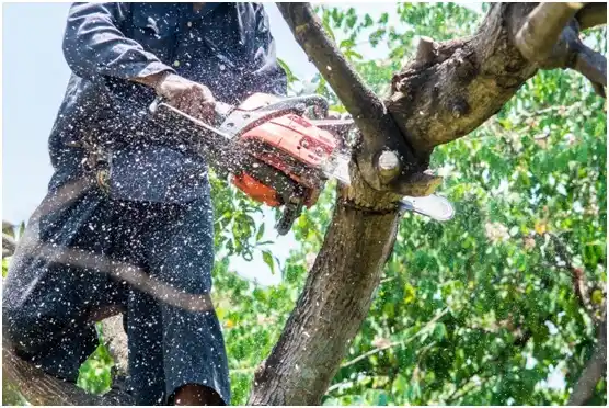 tree services Travis Ranch